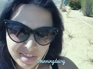 Shinningdaisy